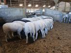 Swifter stamboek ooilammeren, Vrouwelijk, Schaap