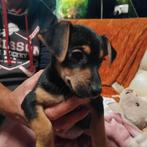 Mooie jack russel pup teefje   laagbenig ,geb 26 aug 2025 ., Jack Russell Terriër, CDV (hondenziekte), 8 tot 15 weken, Meerdere