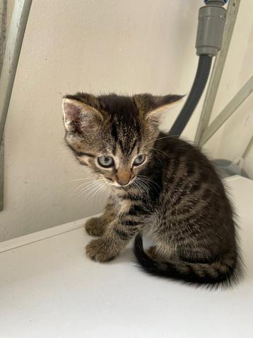 Leuke kittens *mogen nu weg, nog 3* beschikbaar voor biedingen