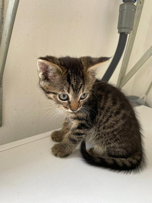 Leuke kittens *mogen nu weg, nog 3*, Dieren en Toebehoren, Katten en Kittens | Overige Katten, Kortharig, Meerdere dieren