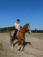 Veelzijdige stoere E pony, Dieren en Toebehoren, Pony's, E pony (1.48m - 1.57m), Ruin, Dressuurpony, L