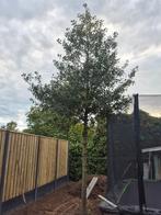 Gratis Mooie boom, Ophalen
