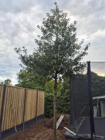 Gratis Mooie boom  beschikbaar voor biedingen