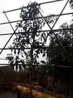 Prunus lusitanica Brenelia leiboom in pot, Leiboom, Lente, 250 tot 400 cm, Ophalen