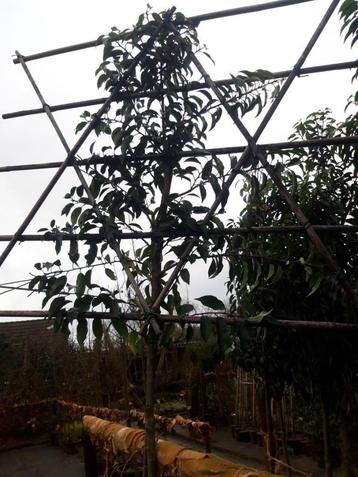 Prunus lusitanica Brenelia leiboom in pot  beschikbaar voor biedingen