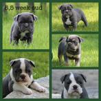 Te koop: Prachtig nestje Old English Bulldog pups met stambo, Dieren en Toebehoren, Honden | Bulldogs, Pinschers en Molossers
