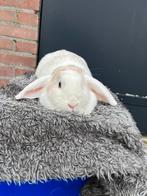 Super schattige dwerghangoor konijn, Dieren en Toebehoren, Vrouwelijk