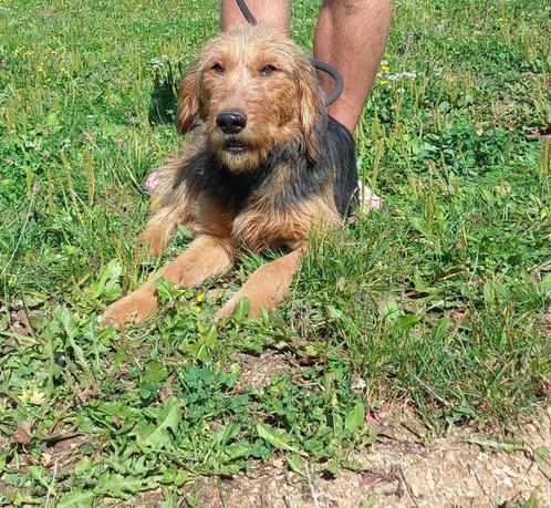 Maak kennis met Soleil – Liefdevol en sterk, Dieren en Toebehoren, Honden | Niet-rashonden, Middel, Teef, Particulier, Eén hond
