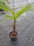 Trachycarpus fortunei, Ophalen, Volle zon, Palmboom, Minder dan 100 cm