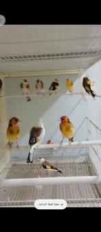 te koop major putters ik heb nog 10 stuk, Dieren en Toebehoren