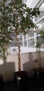 Ficus Benjamin op hydrocultuur in pot op wieltjes, Ophalen, Ficus, Halfschaduw, In pot