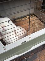 Konijnen, Dieren en Toebehoren, Konijnen, Meerdere dieren, Middelgroot, Hangoor, 3 tot 5 jaar