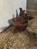 Rhode Red Island Kippen, Dieren en Toebehoren, Pluimvee, Vrouwelijk, Kip