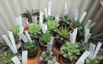 Cactussen en vetplanten: veel haworthia's; enkele cactusjes, Ophalen of Verzenden, Vetplant, Halfschaduw, Minder dan 100 cm