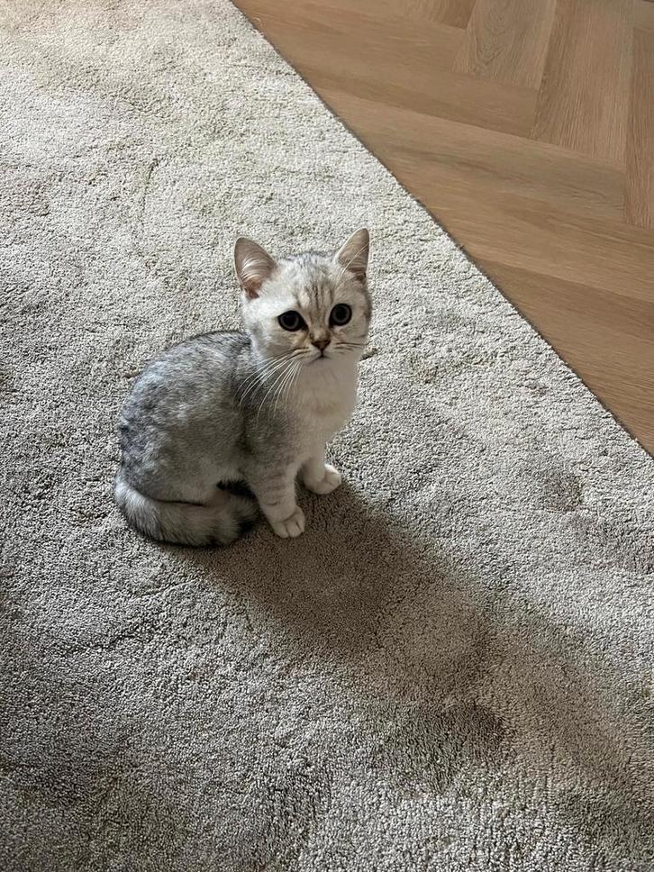 Laatste britse korthaar kitten, Dieren en Toebehoren, Katten en Kittens | Raskatten | Korthaar, Kater, Ontwormd