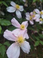 Montana Rubens clematis, maak een stekje, Tuin en Terras, Planten | Tuinplanten, Ophalen, Lente, Klimplanten, Halfschaduw