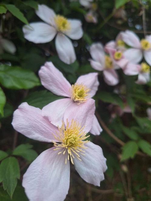 Montana Rubens clematis, maak een stekje, Tuin en Terras, Planten | Tuinplanten, Klimplanten, Halfschaduw, Lente, Ophalen
