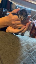 Lief  kitten meisje te Koop geboren op 17 september, Dieren en Toebehoren, Katten en Kittens | Overige Katten, Meerdere dieren