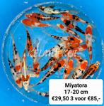 JAPANSE KOI nieuwe zending 2026 Vijvervissen,steuren etc., Karper of Koi