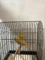 Isabel Kanarie koppel, Dieren en Toebehoren, Vogels | Kanaries, Meerdere dieren, Kleurkanarie