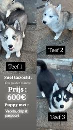 Husky puppies (geen mix) MOETEN SNEL WEG !, 8 tot 15 weken, Poolhond, Meerdere, Meerdere dieren