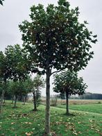 GEKANDELABERD PLATANEN UNIEKE KANS GIGA GROTE BOOM 50/60, Tuin en Terras, Planten | Bomen, Ophalen of Verzenden, Volle zon