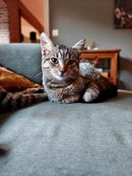 Drie kittens Tabby/Europese korthaar, Dieren en Toebehoren, Meerdere dieren, Kortharig, 0 tot 2 jaar