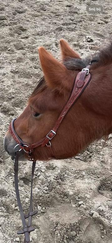 Fra hoofdstel bitloos sidepull western beschikbaar voor biedingen