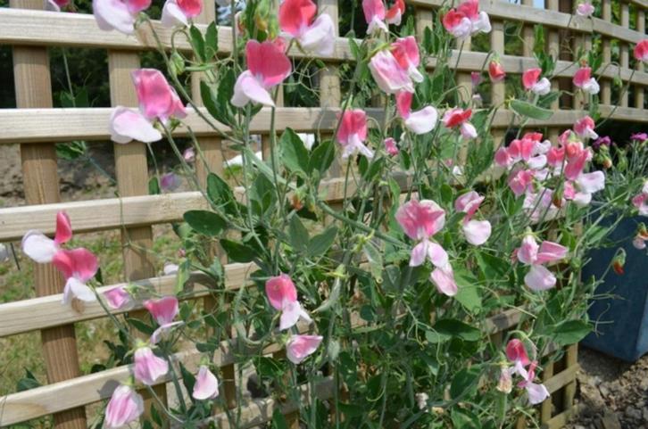 Zaden Lathyrus Painted Lady, Tuin en Terras, Bloembollen en Zaden, Volle zon, Verzenden