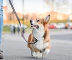Hond uitlaten Brunssum, Diensten en Vakmensen, Dieren | Honden | Verzorging, Oppas en Les