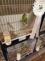 Wildkleur grasparkieten zuiver en tt waardig broedrijp, Dieren en Toebehoren, Meerdere dieren