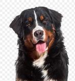 Gezocht Berner Senner of bruine labrador (vanaf 3 jaar)., 1 tot 2 jaar, Teef, Groot, Eén hond