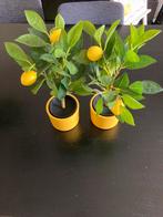 2x Nieuwe Mini Citroenboom - 40cm, Huis en Inrichting, Ophalen, Nieuw, Binnen
