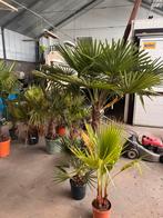 Diverse palmen te koop verschillende maten, Ophalen, Volle zon, Palmboom