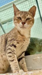 Katten ter adoptie aangeboden, Kater, Gechipt