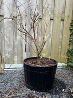 Wisteria sinensis ‘Prolific’ | Blauwe regen | Pre-bonsai, Halfschaduw, Overige soorten, Lente, Minder dan 100 cm
