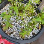 Grind, gratis af te halen, Tuin en Terras, Grind, Keien en Split, Ophalen, Gebruikt, Overige materialen