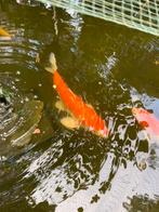 Vissen, Dieren en Toebehoren, Vissen | Vijvervissen, Karper of Koi