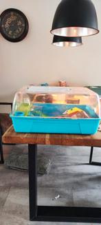 Mooie hamster kooi, Kooi, Minder dan 75 cm, Zo goed als nieuw, Hamster