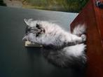 Brittish longhair silver tabby, Dieren en Toebehoren, Katten en Kittens | Raskatten | Langhaar, Poes