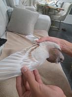 Doffers duiven, Dieren en Toebehoren, Meerdere dieren
