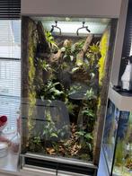 Terrarium/Paludarium, Dieren en Toebehoren, Reptielen en Amfibieën | Toebehoren, Ophalen, Zo goed als nieuw