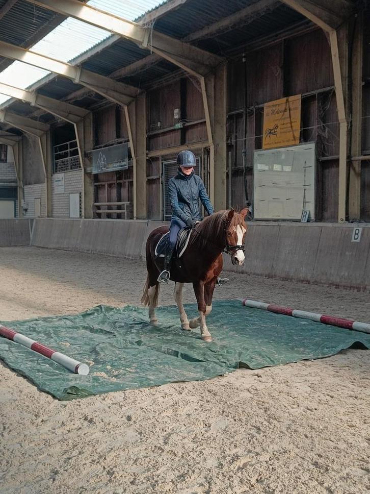 Knappe vosbonte C pony, Dieren en Toebehoren, Pony's, Merrie, C pony (1.27m tot 1.37m), Recreatiepony, 11 jaar of ouder, Met stamboom