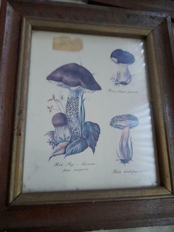 3 Paddenstoelen schilderijtjes  beschikbaar voor biedingen