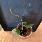 hoya caudata silver stains stek nr 3-3, Huis en Inrichting, Ophalen of Verzenden, Overige soorten, Minder dan 100 cm