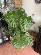 Monstera groot, Huis en Inrichting, Kamerplanten, Ophalen, Overige soorten, In pot, Minder dan 100 cm