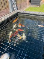 Japanse kooi vissen., Karper of Koi