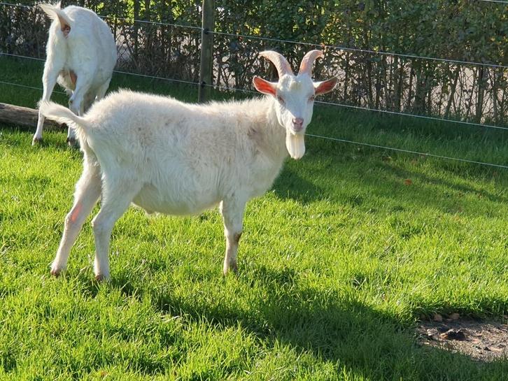 Prachtige en lieve witte melkggeitenbok 2025, Dieren en Toebehoren, Schapen, Geiten en Varkens, Geit, Mannelijk