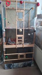 Volgens de afbeelding, Dieren en Toebehoren, Vogels | Kanaries, Mannelijk, Bastaard