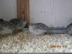 Japanse Kwartels voor bij de Kanaries., Dieren en Toebehoren, Vogels | Kanaries, Vrouwelijk, Zangkanarie